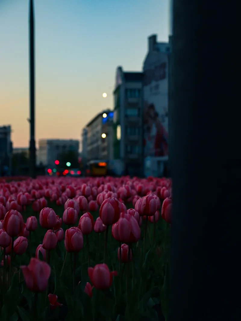 Pole czerwonych tulipanów w mieście o zmierzchu