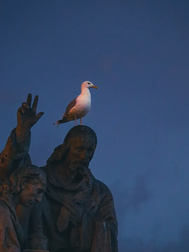 Mewa na głowie kamiennego posągu na tle wieczornego nieba